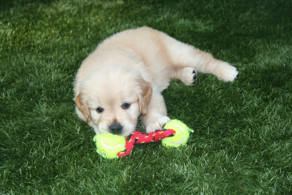 Albuquerque artificial turf for dogs